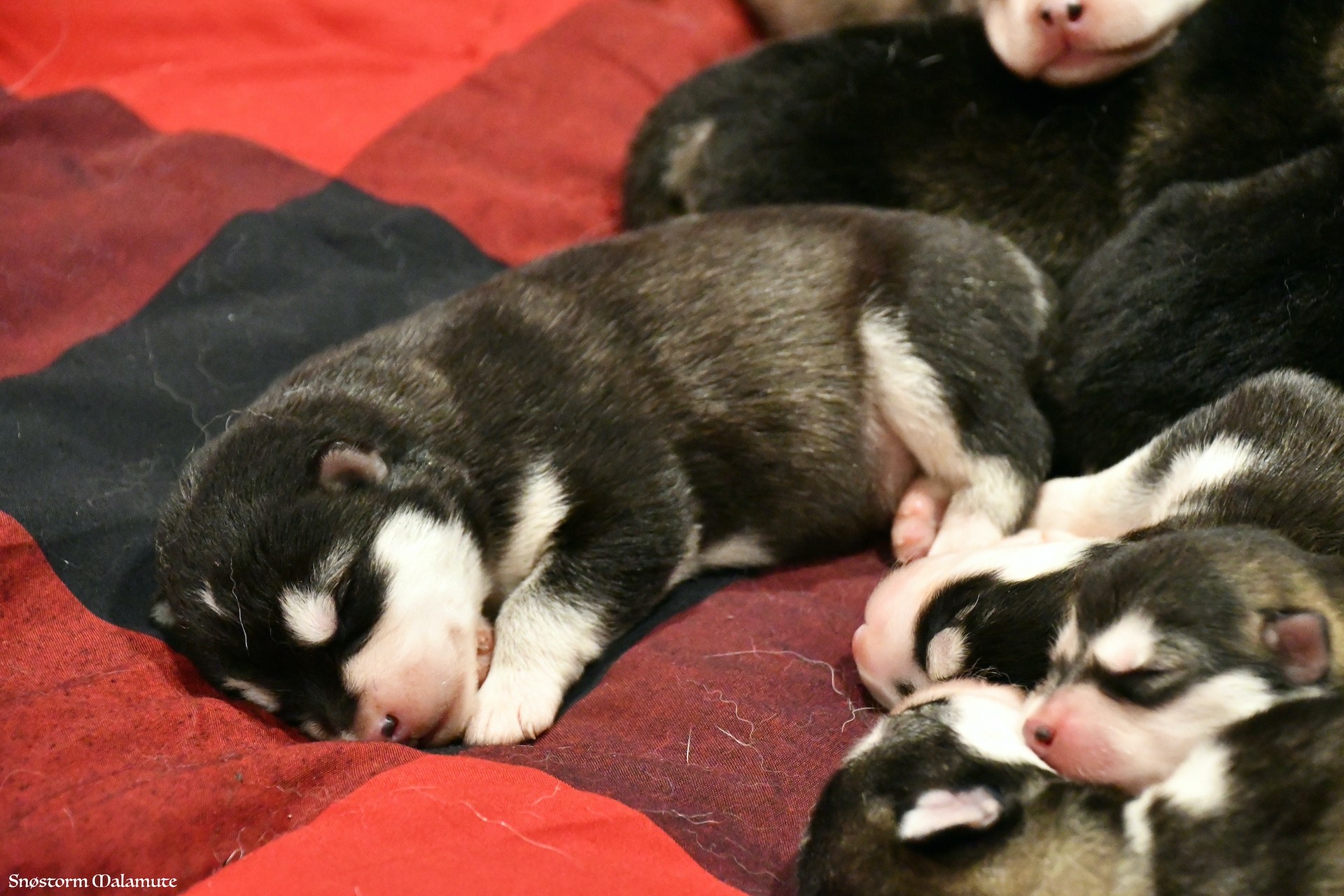 Chiot Malamute