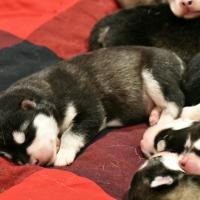 Chiot Malamute