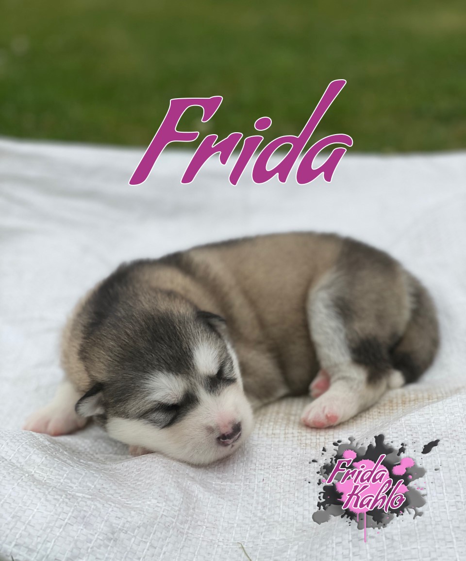 2wk frida