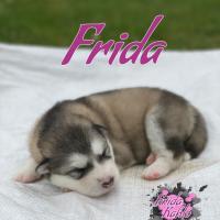 2wk frida