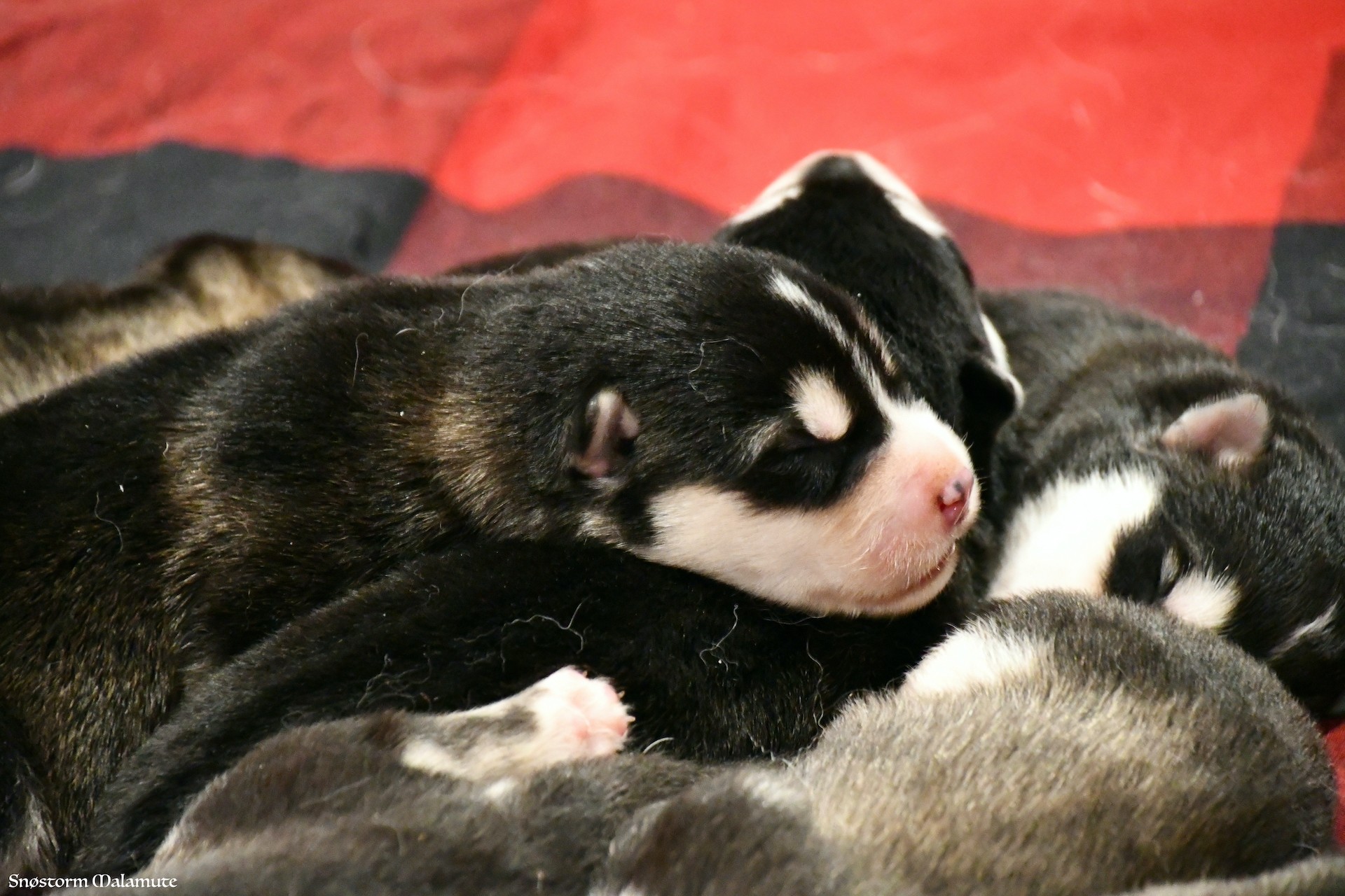 Chiot Malamute