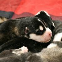 Chiot Malamute