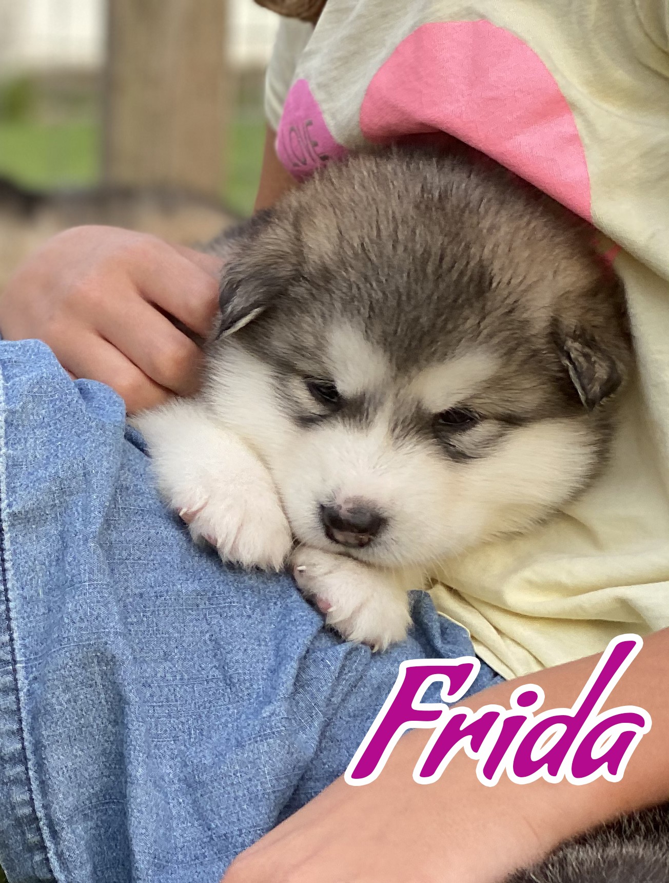 5wk frida