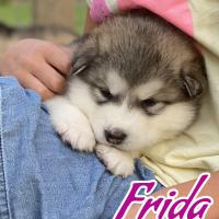 5wk frida