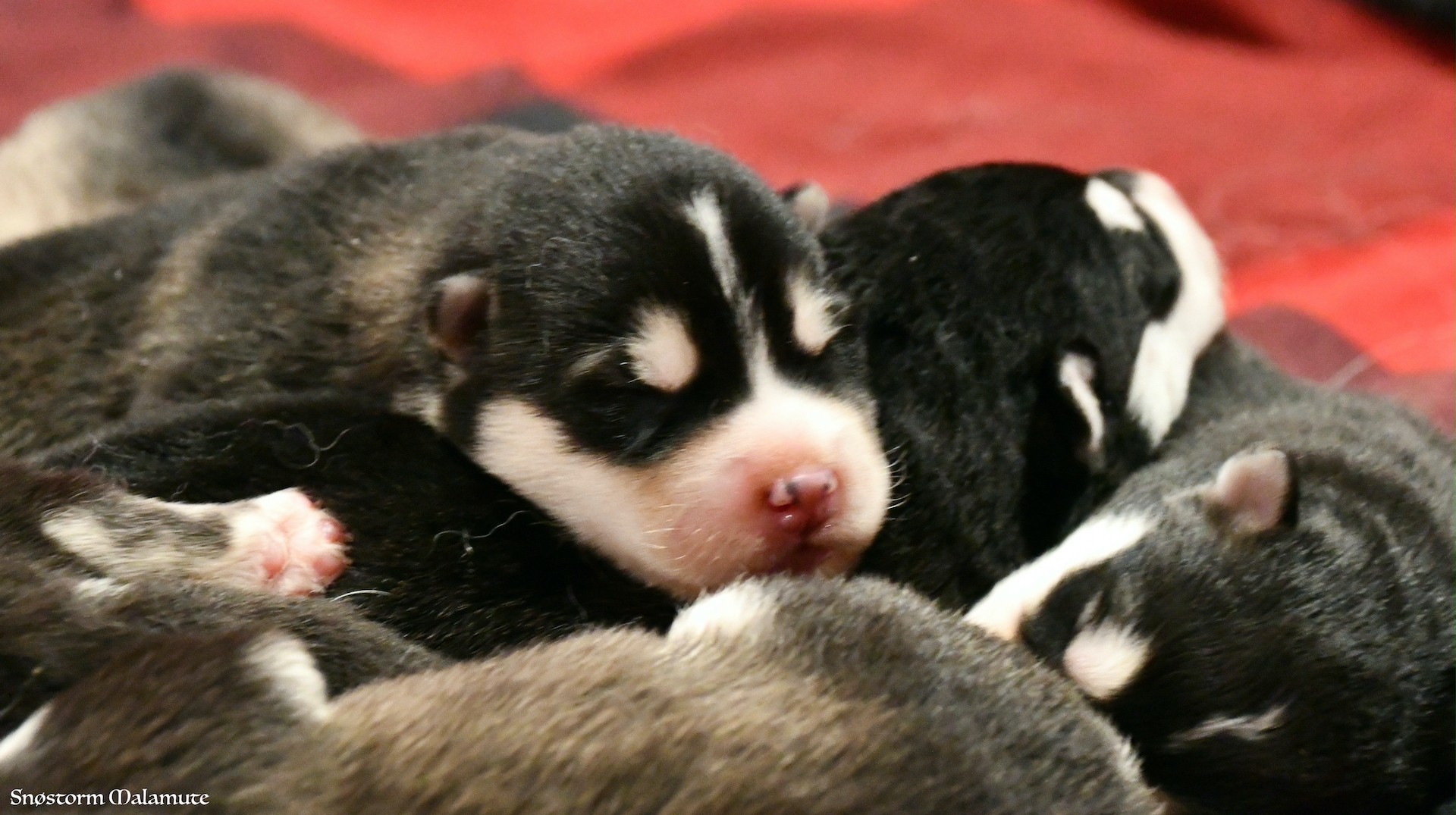 Chiot Malamute