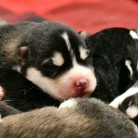 Chiot Malamute