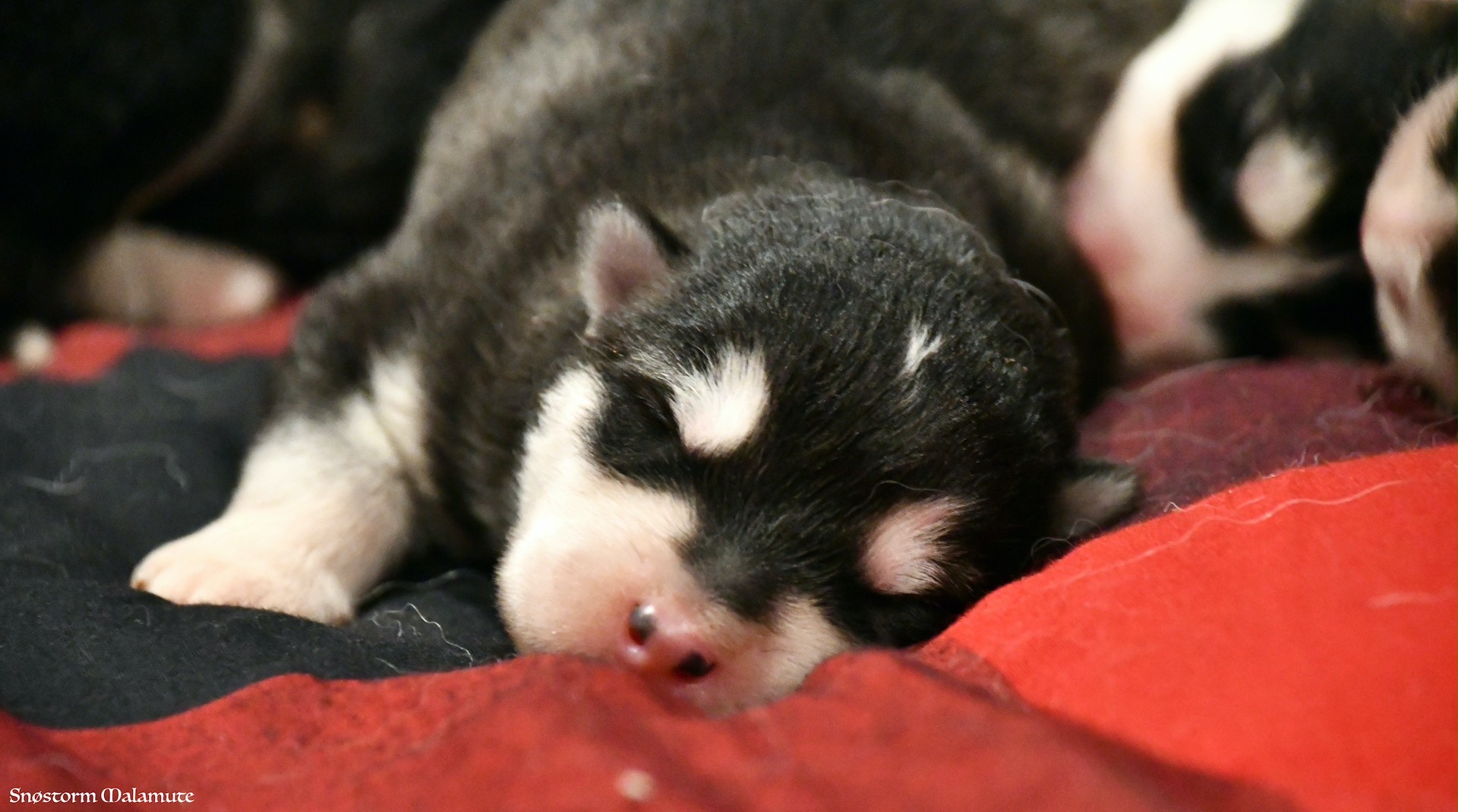 Chiot Malamute