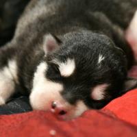 Chiot Malamute