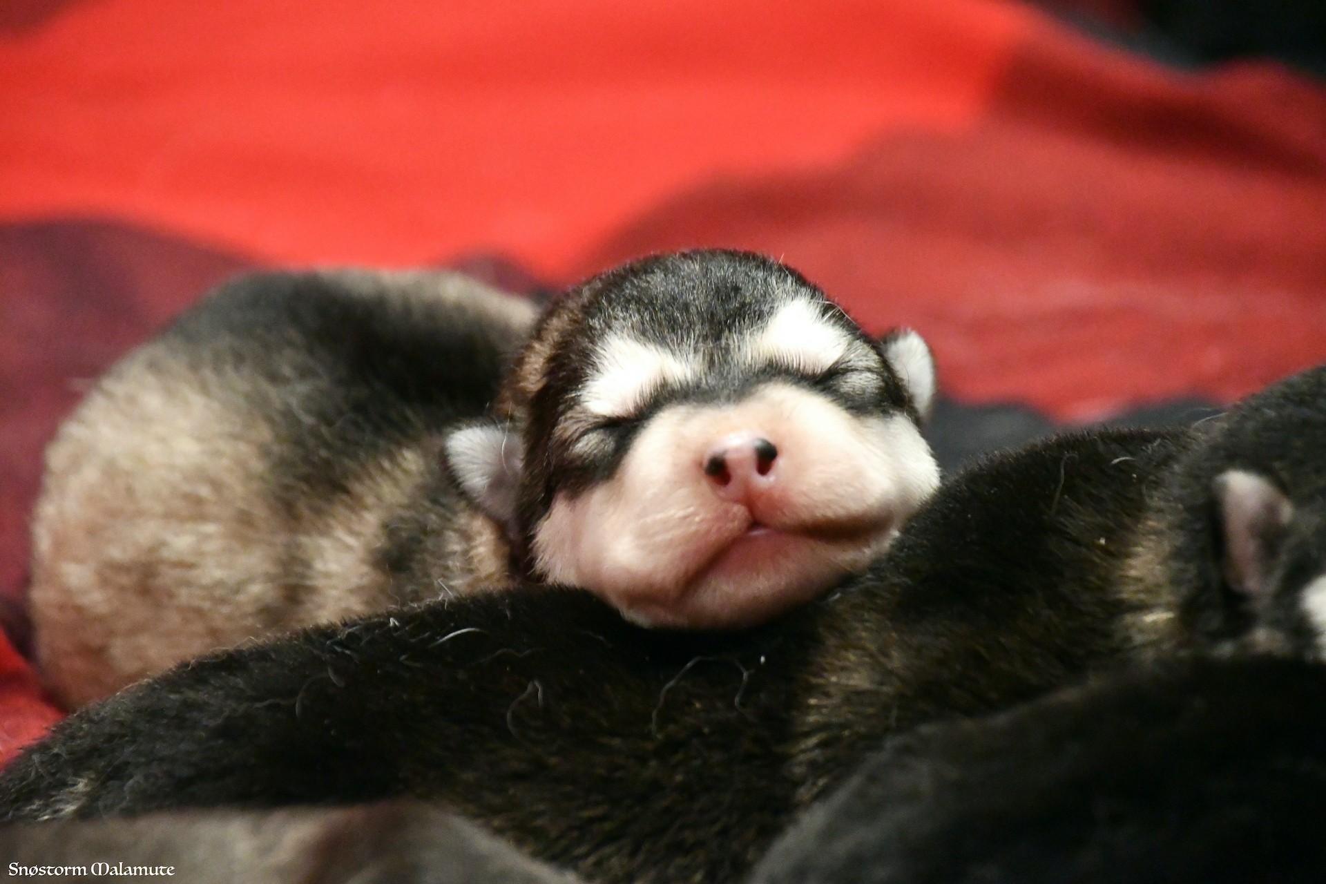 Chiot Malamute