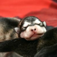 Chiot Malamute