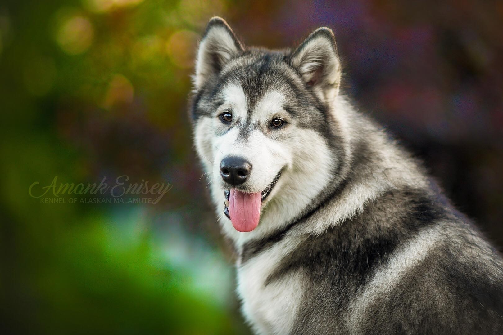 Snøstorm Malamute